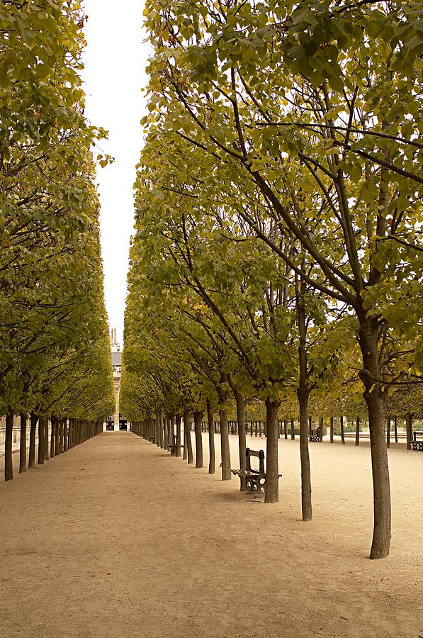 Avenue of trees at palais royal paris Photograph by Image Source