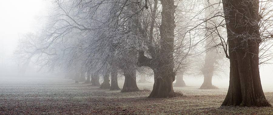 Avenue Of Trees, Misty Dawn Photograph by Travelpix Ltd