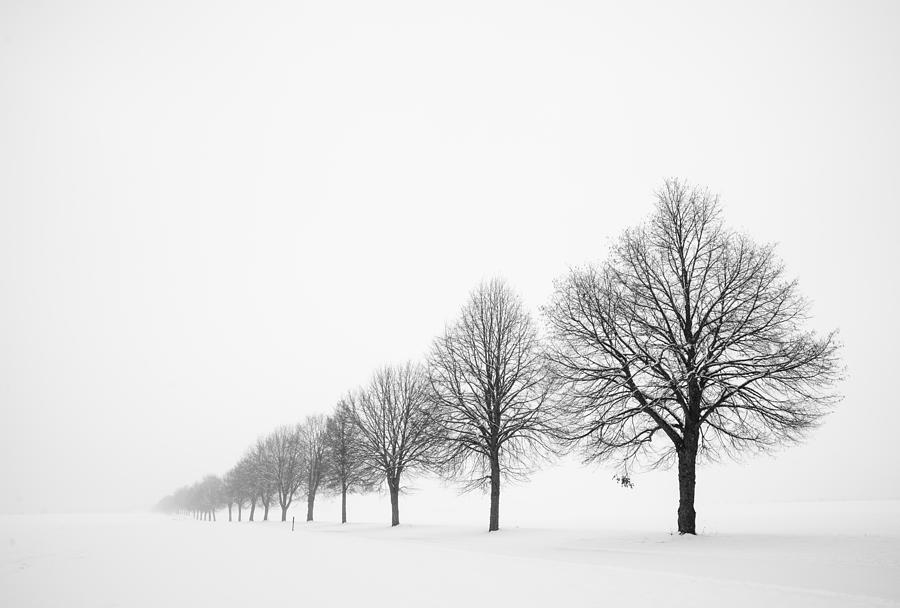 Tree Photograph - Avenue with row of trees in winter by Matthias Hauser