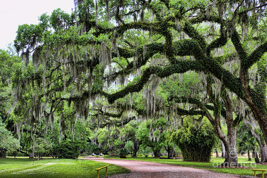 Avery Island Spanish Moss Trees #3 Photograph by Chuck Kuhn