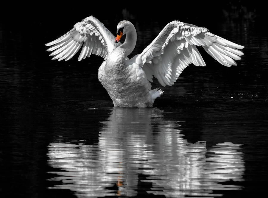 Fantasy Photograph - Avian Angel by Brian Stevens