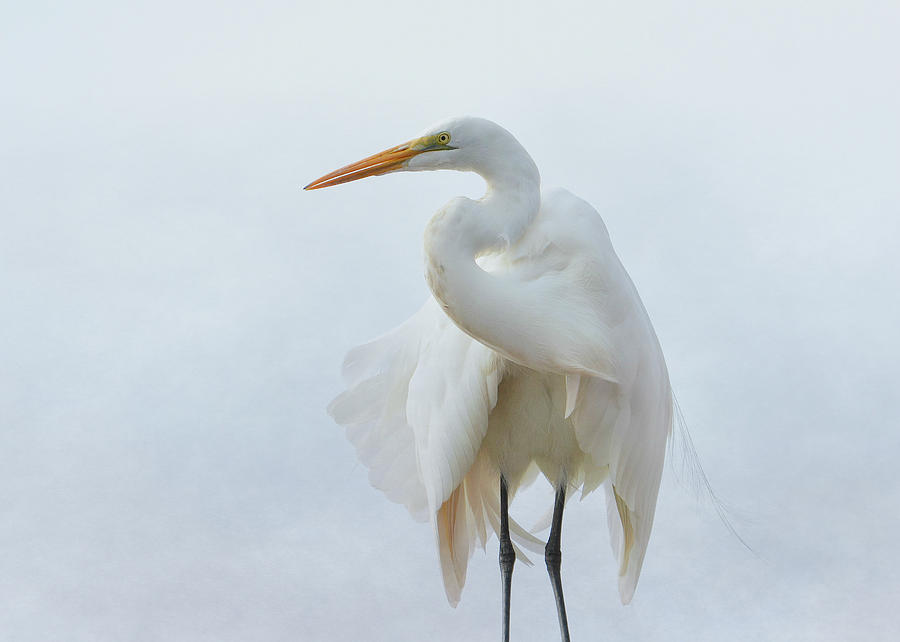 Egret Photograph - Avian Angel by Fraida Gutovich