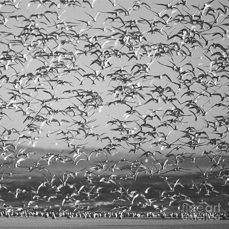 Bird Photograph - Avian pattern by Paul Davenport