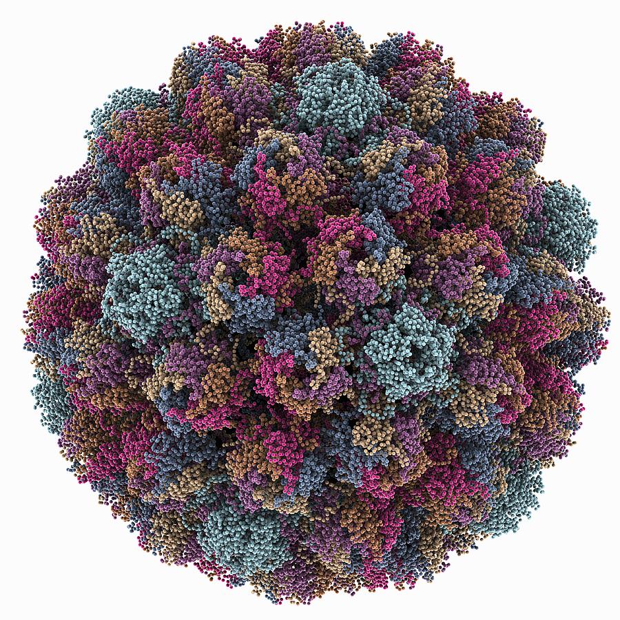 Avian Polyomavirus Capsid Photograph By Science Photo Library Fine Art America 6133