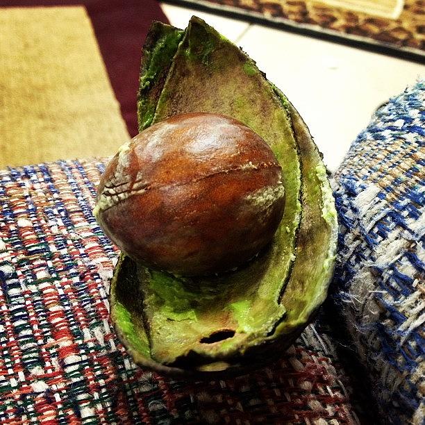 Avocado Photograph - #avocado #dinner #wonderful #yesss by Danielle McComb