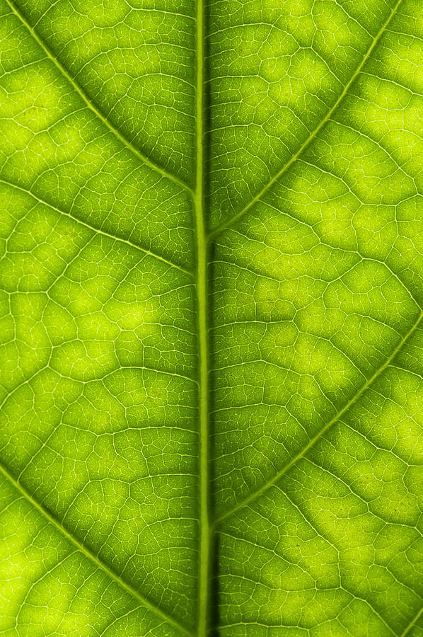 Avocado leaf Photograph by Gary Eason