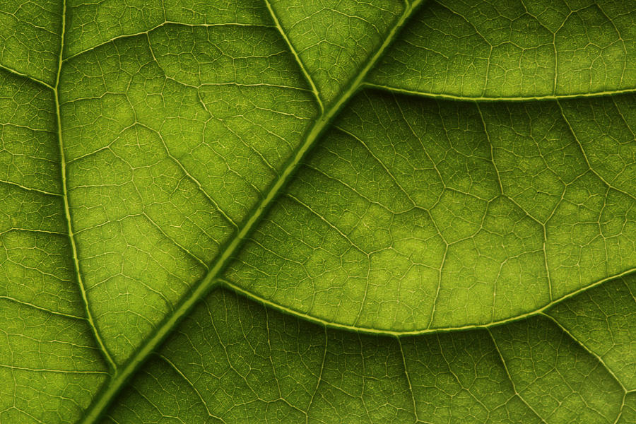 Avocado leaf Photograph by Gerald Disma