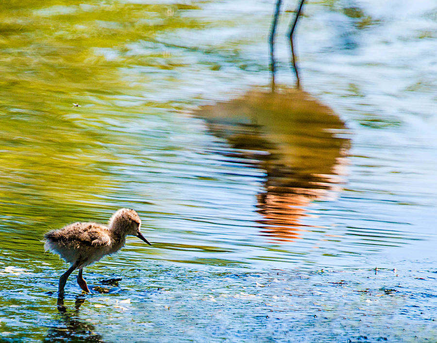 Avocet chick in Mothers Reflection Photograph by Dawn Key