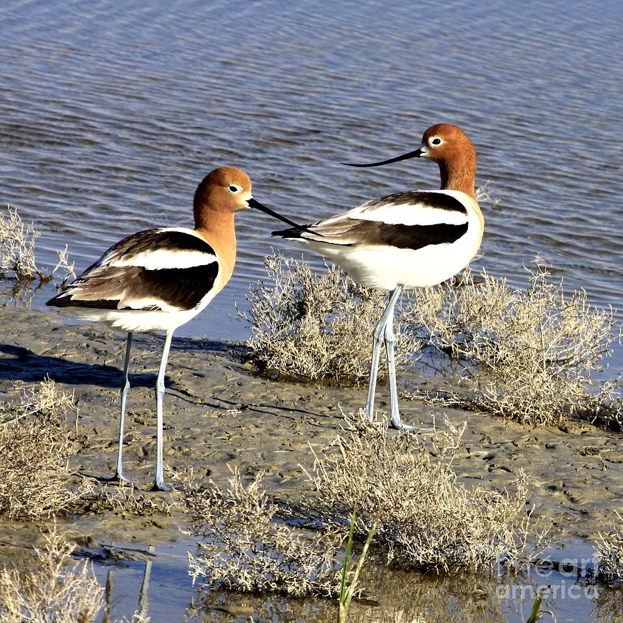 Avocet Couple Photograph by Roxie Crouch
