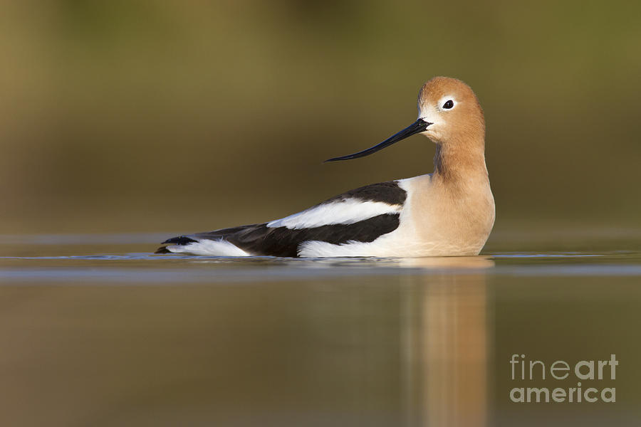Nature Photograph - Avocet looking back by Bryan Keil