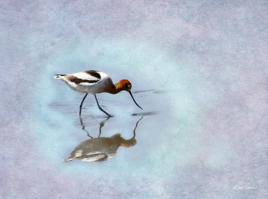 Avocet Looking For Dinner Photograph by Diana Haronis