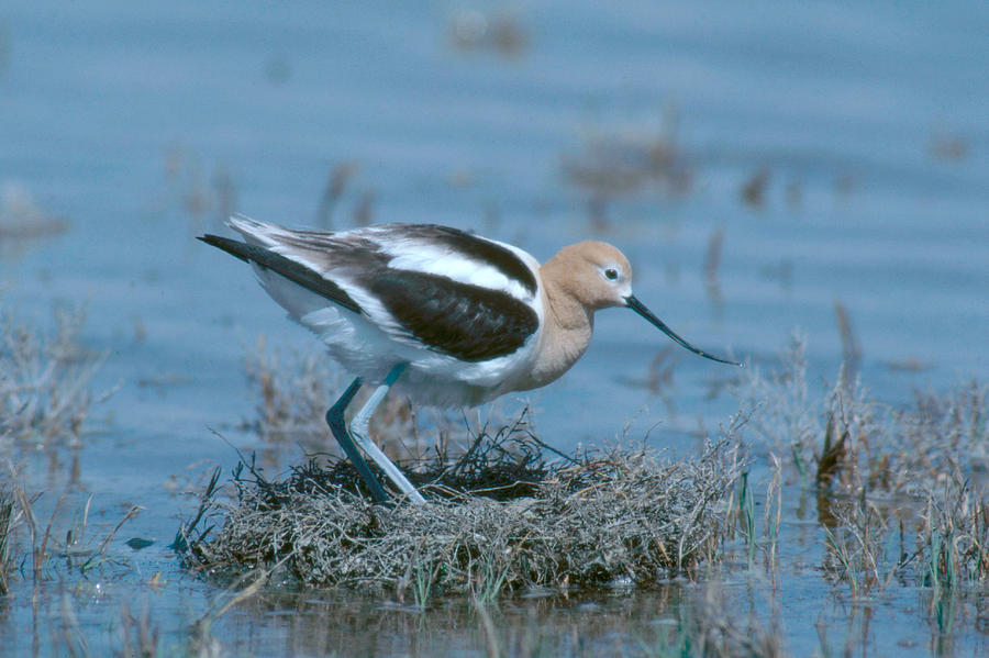 Avocet On Nest Photograph by Gerald C. Kelley