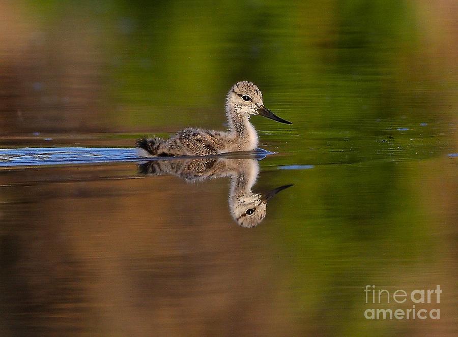 Baby Avocet Swimming By Photograph by Ruth Jolly