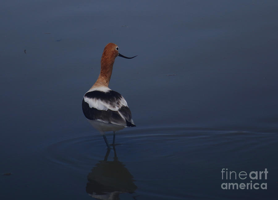 Nature Photograph - Avocet Wading by Marty Fancy