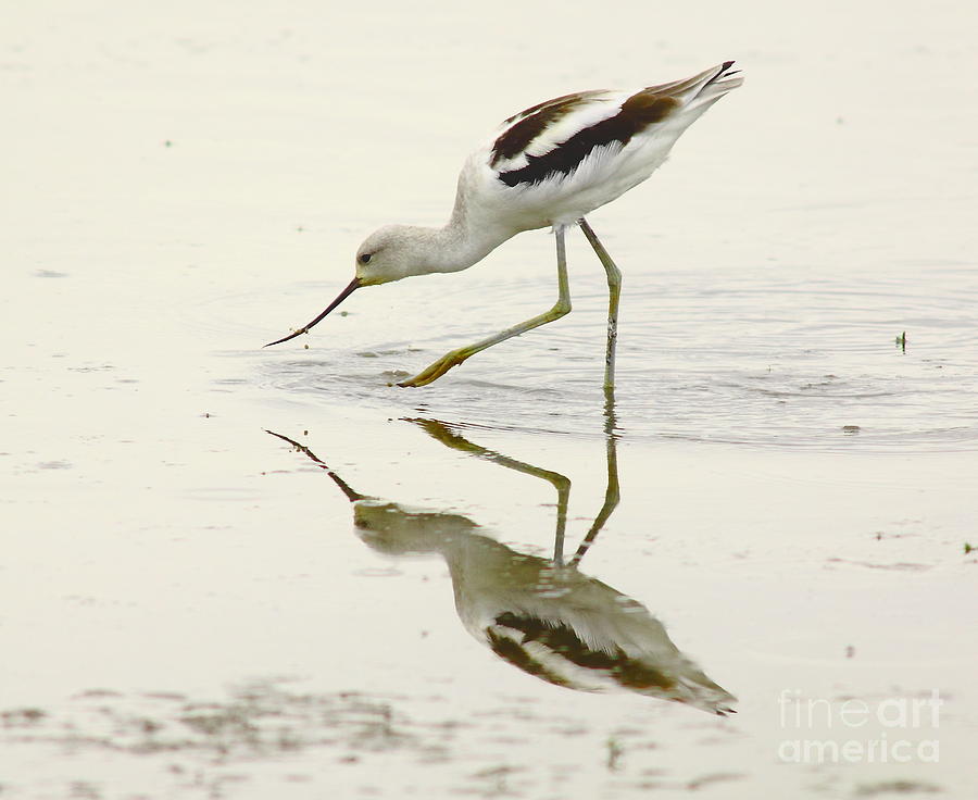 Avocet Wading Photograph by Robert Frederick