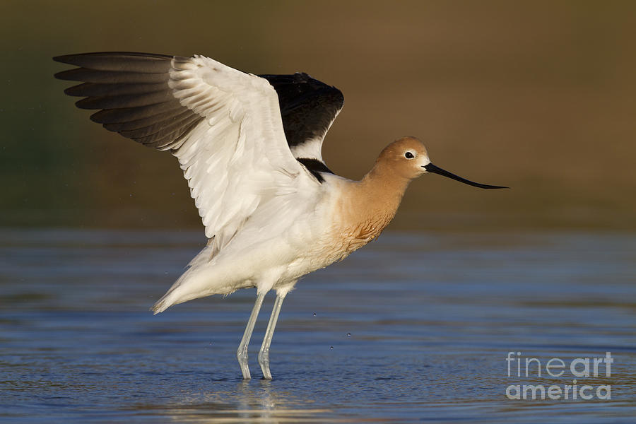 Nature Photograph - Avocet wing flap by Bryan Keil