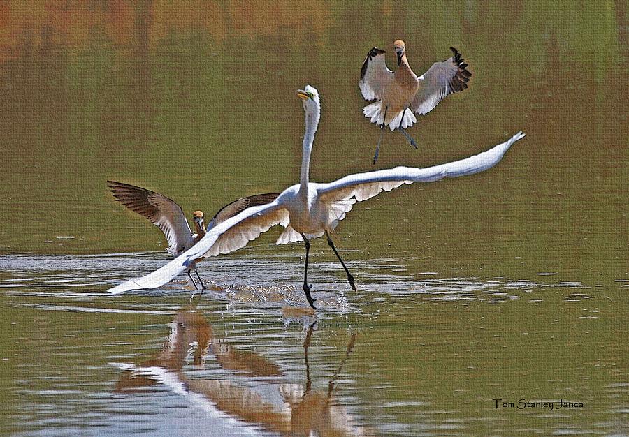 Avocets Chase Off The Egret Photograph by Tom Janca