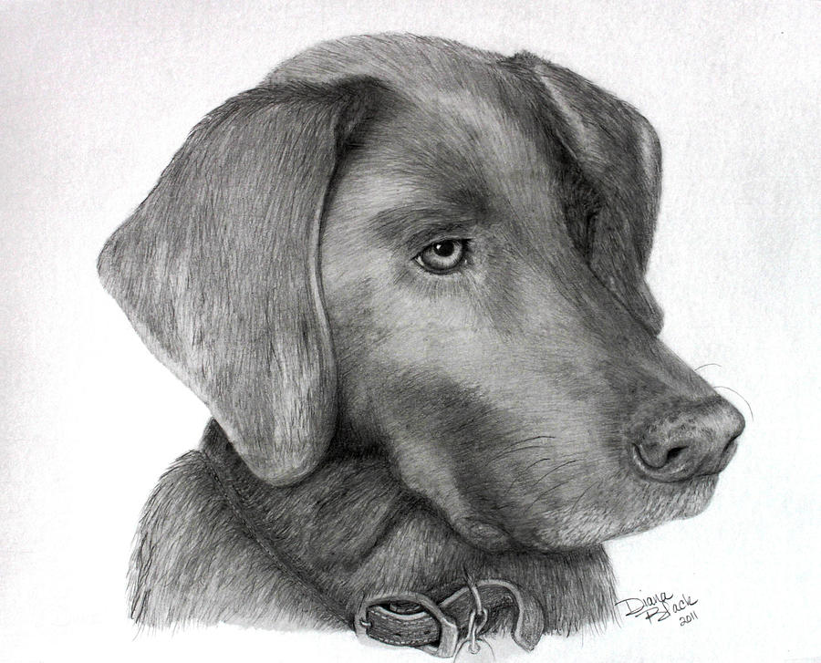 Graphite Pet Portraits Painting by Diana Black - Fine Art America