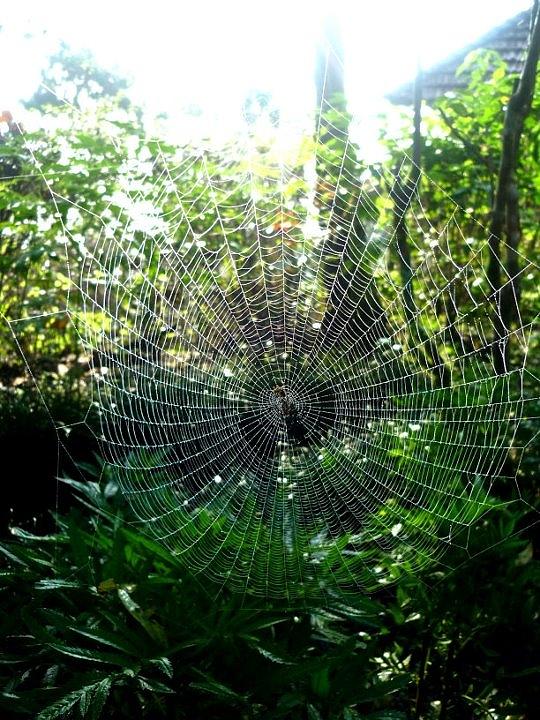 Spider Photograph - Awaiting Kill by Aanan Balachandran