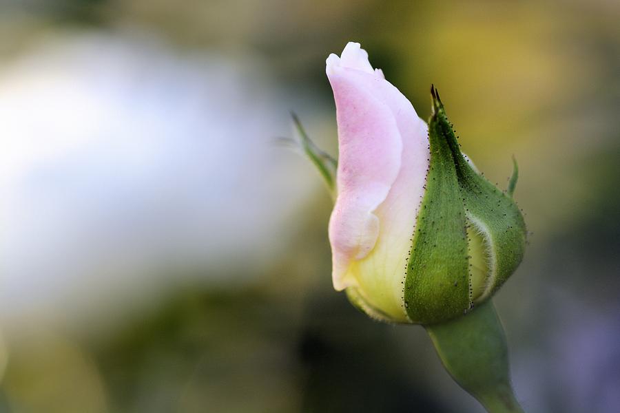 Rose Photograph - Awaiting by Saami Ansari