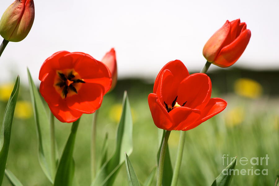 Tulip Photograph - Tulips by Mary Joslyn