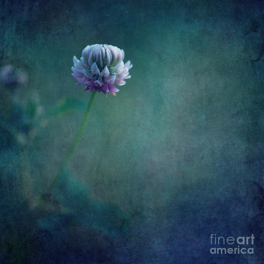 Flower Photograph - Awaken From A Dream by Priska Wettstein