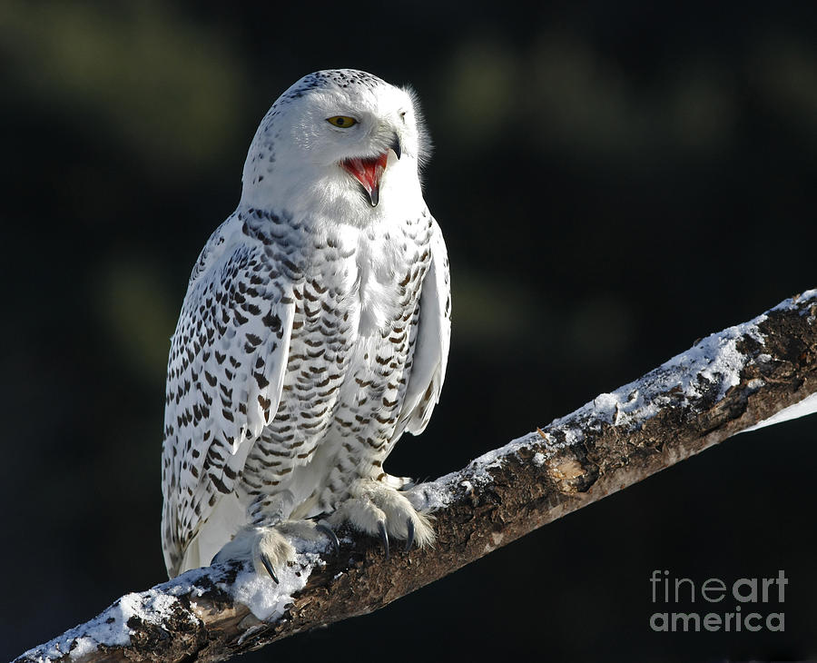 Awakened Snowy Owl Laughing Photograph By Inspired Nature Photography