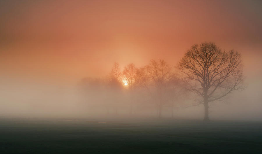 Tree Photograph - Awakening by David Dai