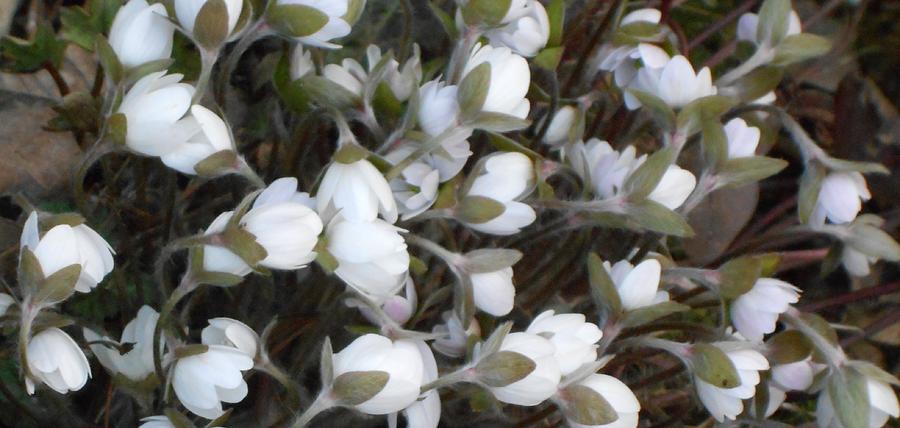 Flowers Photograph - Awakening by Dina Stillwell Flowers Photograph - Awakening by Dina Stillwell