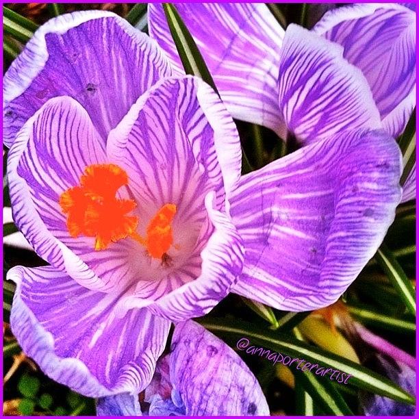 Flower Photograph - Awakening #flowers #spring #bulbs by Anna Porter