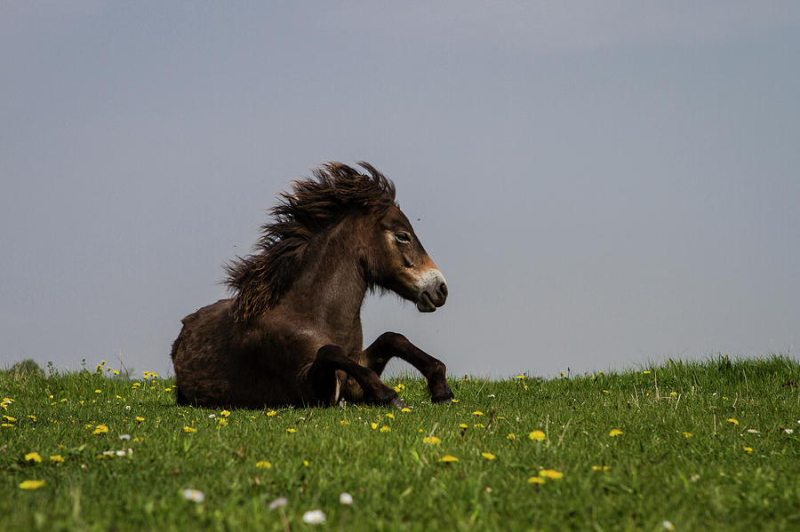 Awakening Foal Photograph by Elise Grandjean