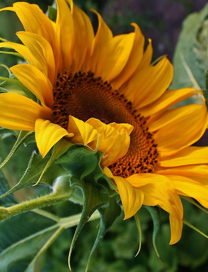 Sunflower Photograph - Awakening Giant by Bruce Bley