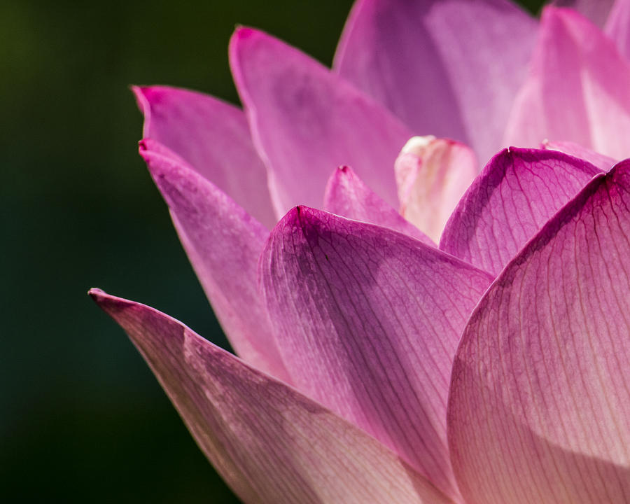 Flower Photograph - Awakening Lotus by Jon Woodhams