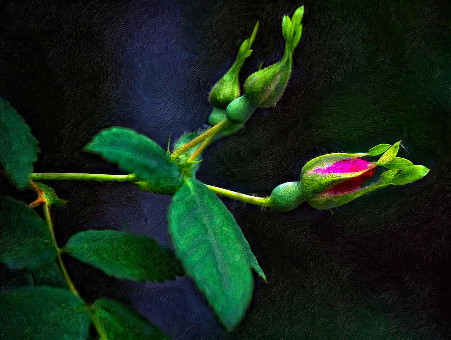 Rose Photograph - Awakening paint version by Steve Harrington