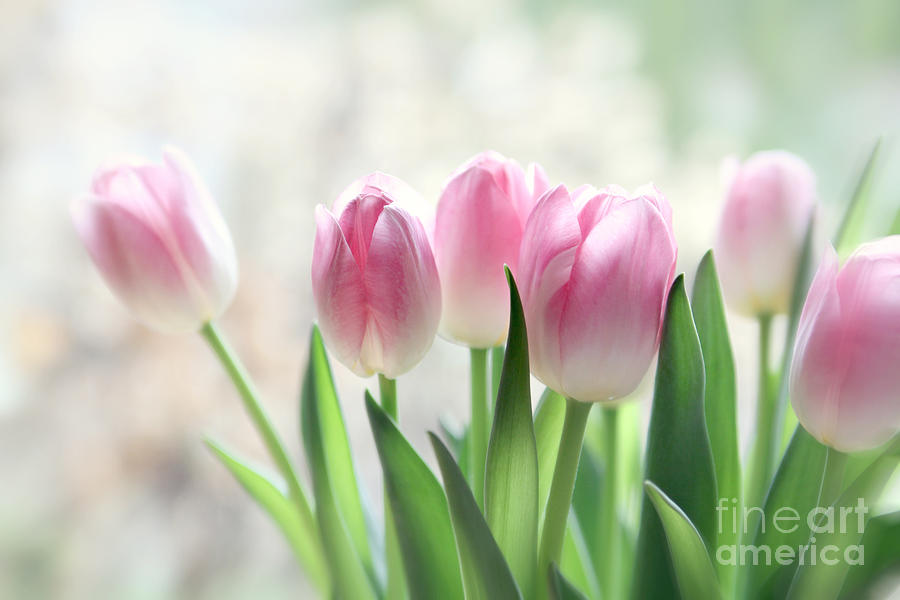 Tulip Photograph - Awakening- Pale Pink Tulips by Sylvia Cook