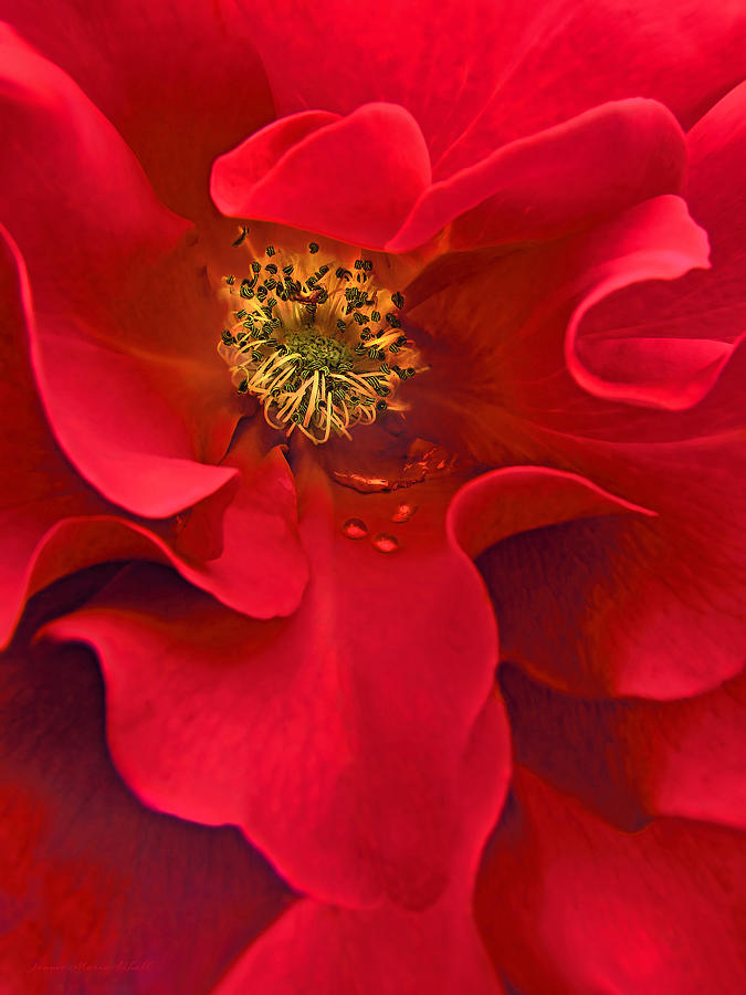 Rose Photograph - Awakening Red Rose Flower by Jennie Marie Schell