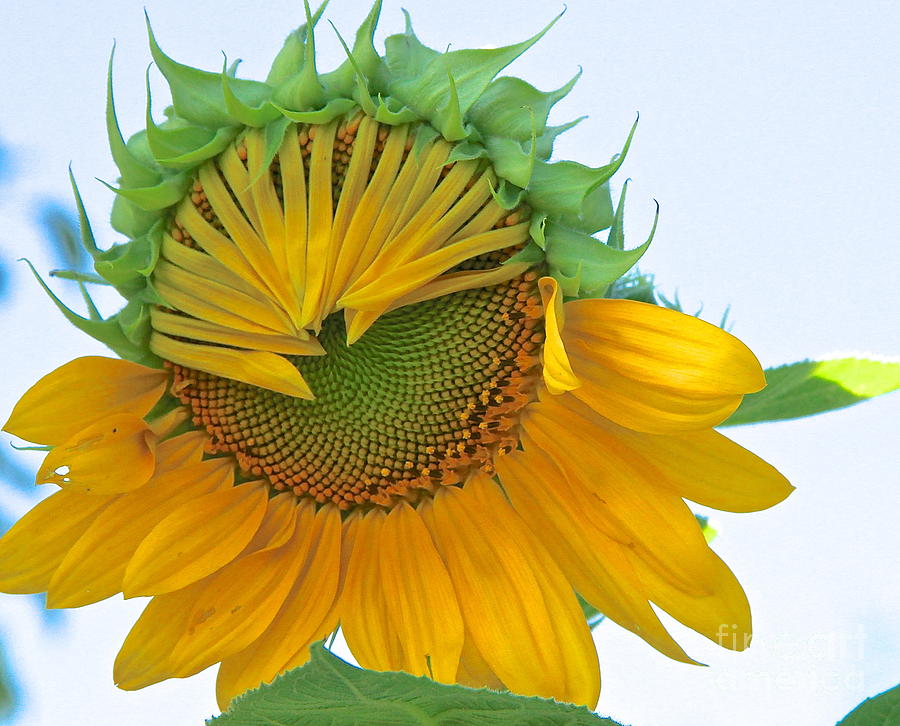 Sunflower Photograph - Awakening by Robin Erisman