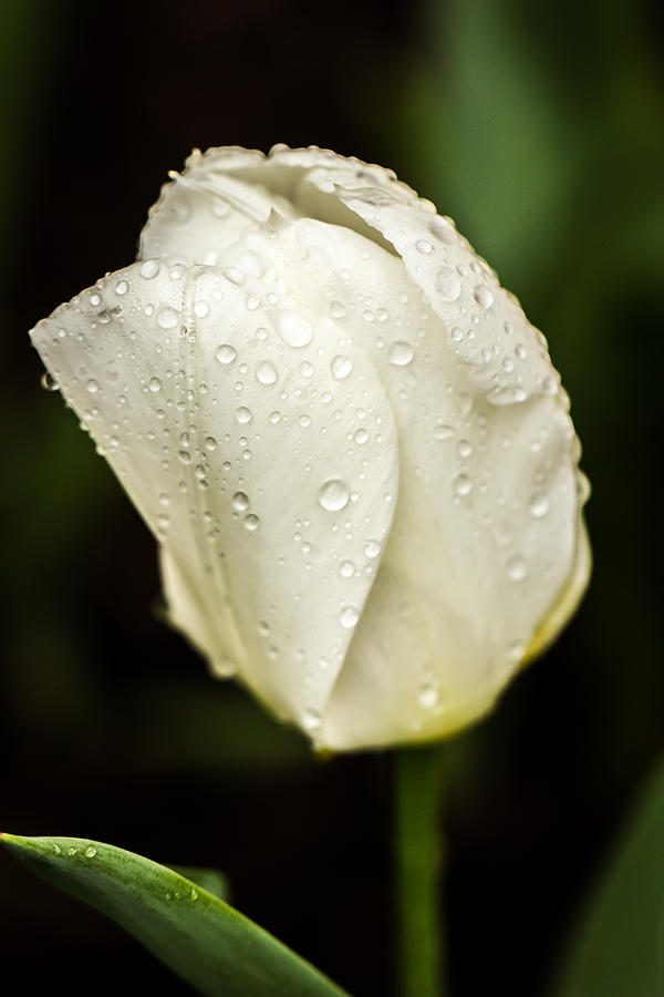 Tulip Photograph - Awakening by Sara Frank