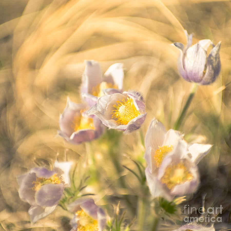 Spring Photograph - Awakening by Sarah McDowall