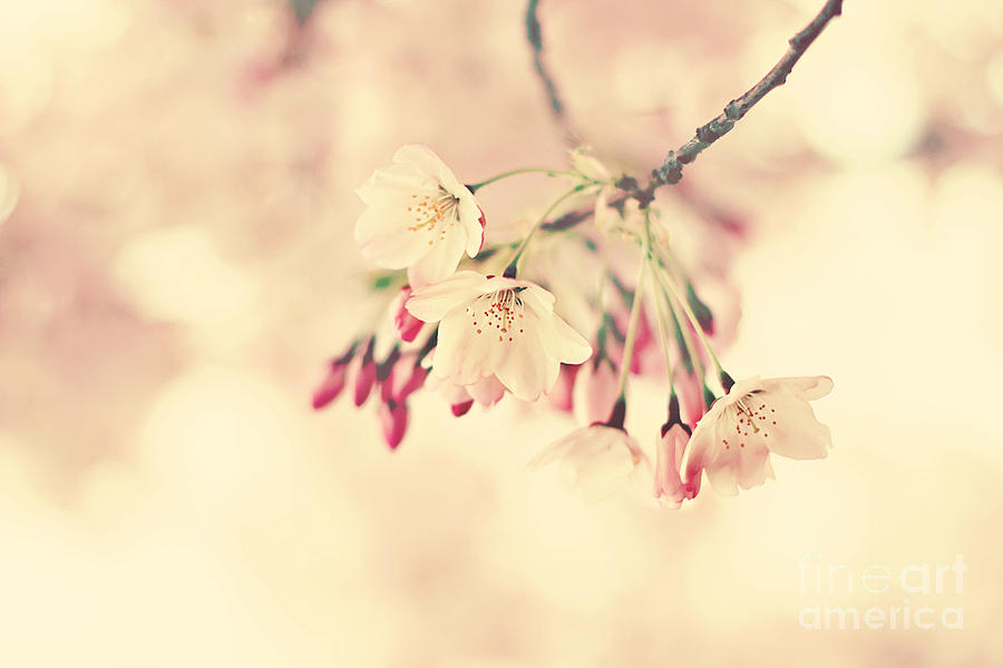 Spring Photograph - Awakening by Sylvia Cook