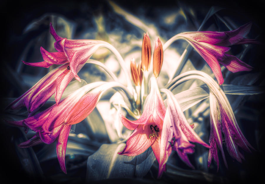 Flower Photograph - Awakening by Wayne Sherriff