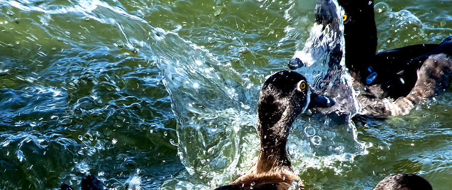 Duck Photograph - Awash With Ducks by Norman Johnson