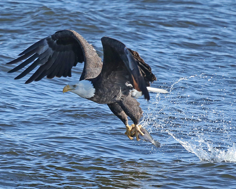 Away with a Splash Photograph by Mike Dickie - Fine Art America