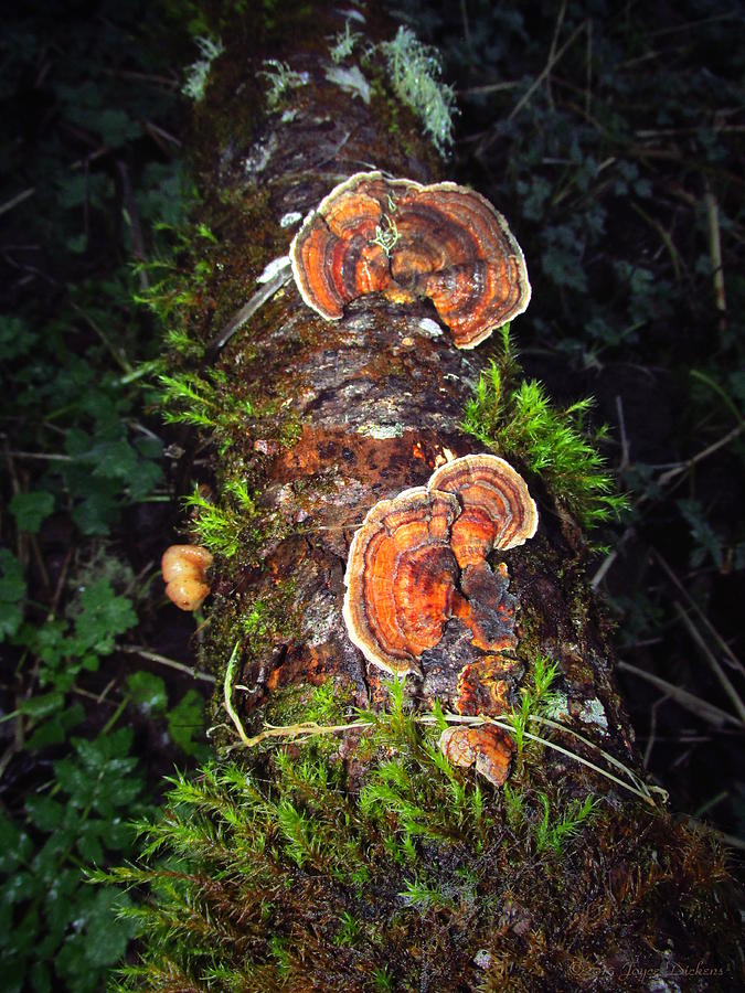 Awe Inspiring Fungi Photograph by Joyce Dickens