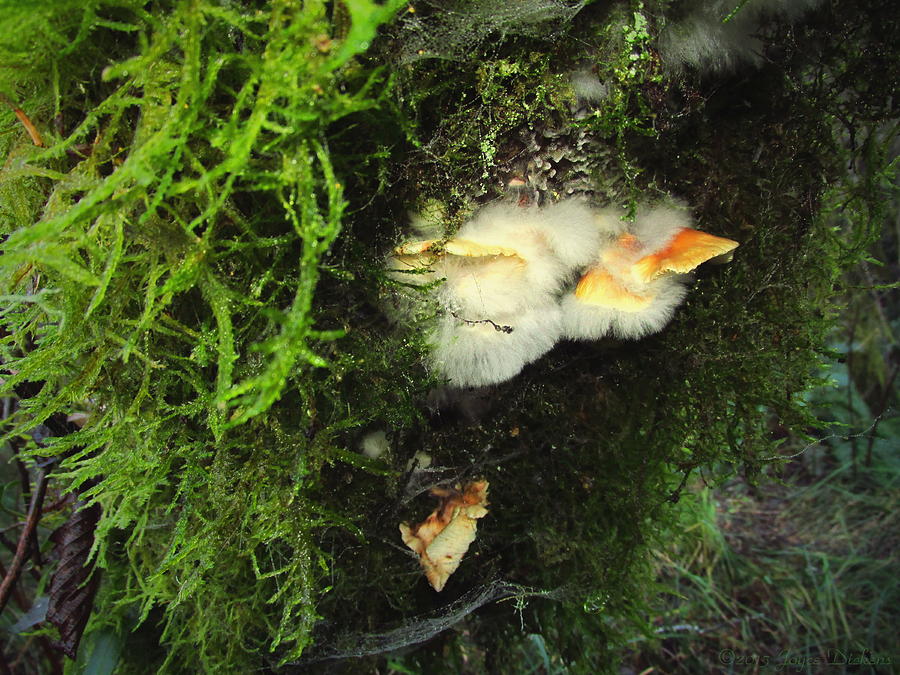 Mushroom Photograph - Awe Inspiring Fungi Three by Joyce Dickens