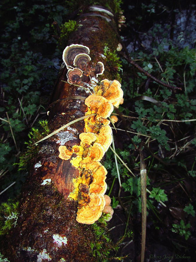 Awe Inspiring Fungi Two Photograph by Joyce Dickens