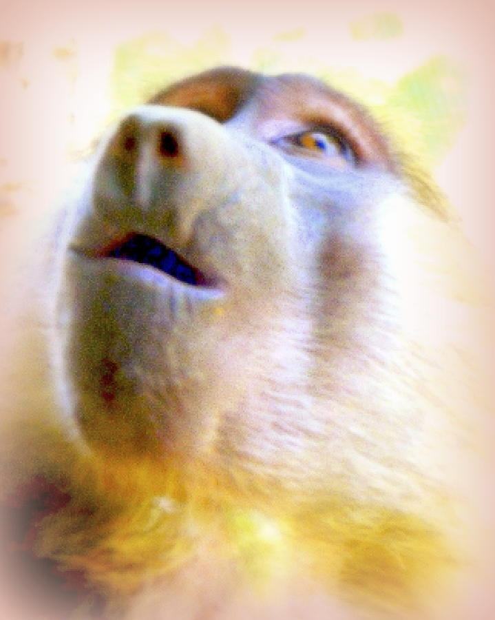 Monkey Photograph - Awe by Jodie Marie Anne Richardson Traugott          aka jm-ART