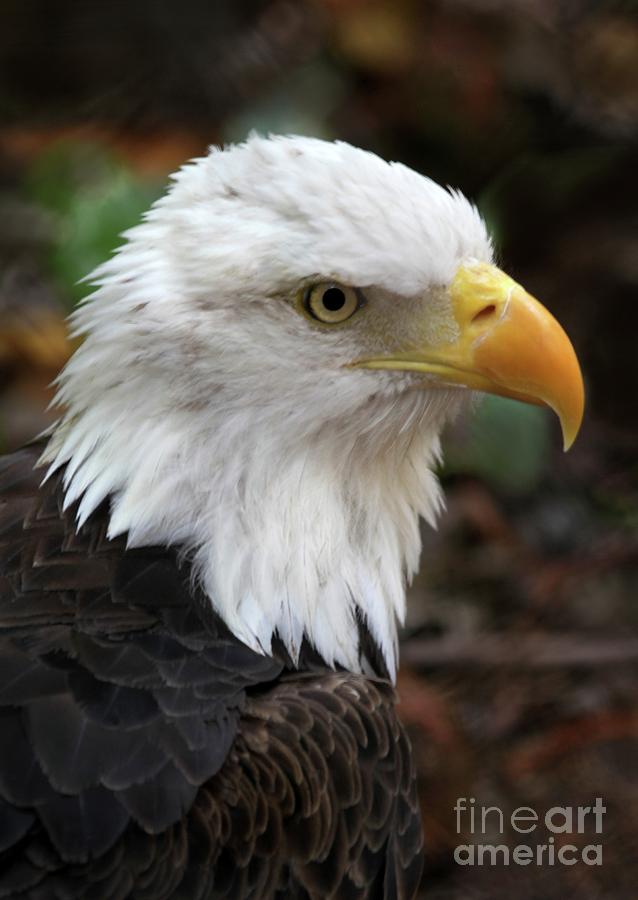 Awesome American Bald Eagle Photograph by Sabrina L Ryan