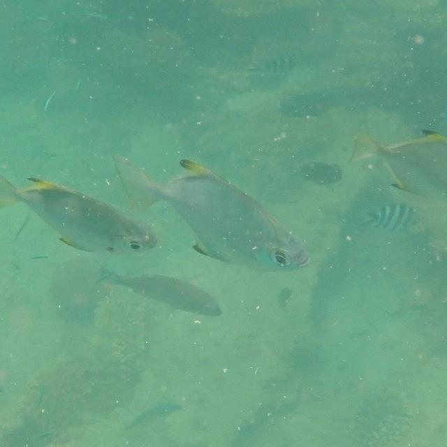 Fish Photograph - Awesome Day Snorkelling The Tangalooma by Tony Keim