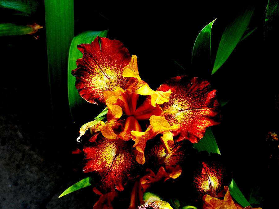 Awesome Iris Photograph by Mike Breau